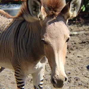 Meet your Posher, Diane moore